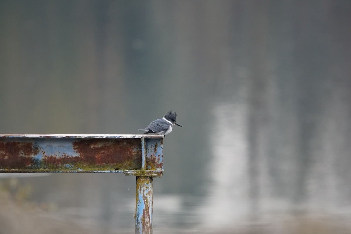 Belted Kingfisher - ML504688831