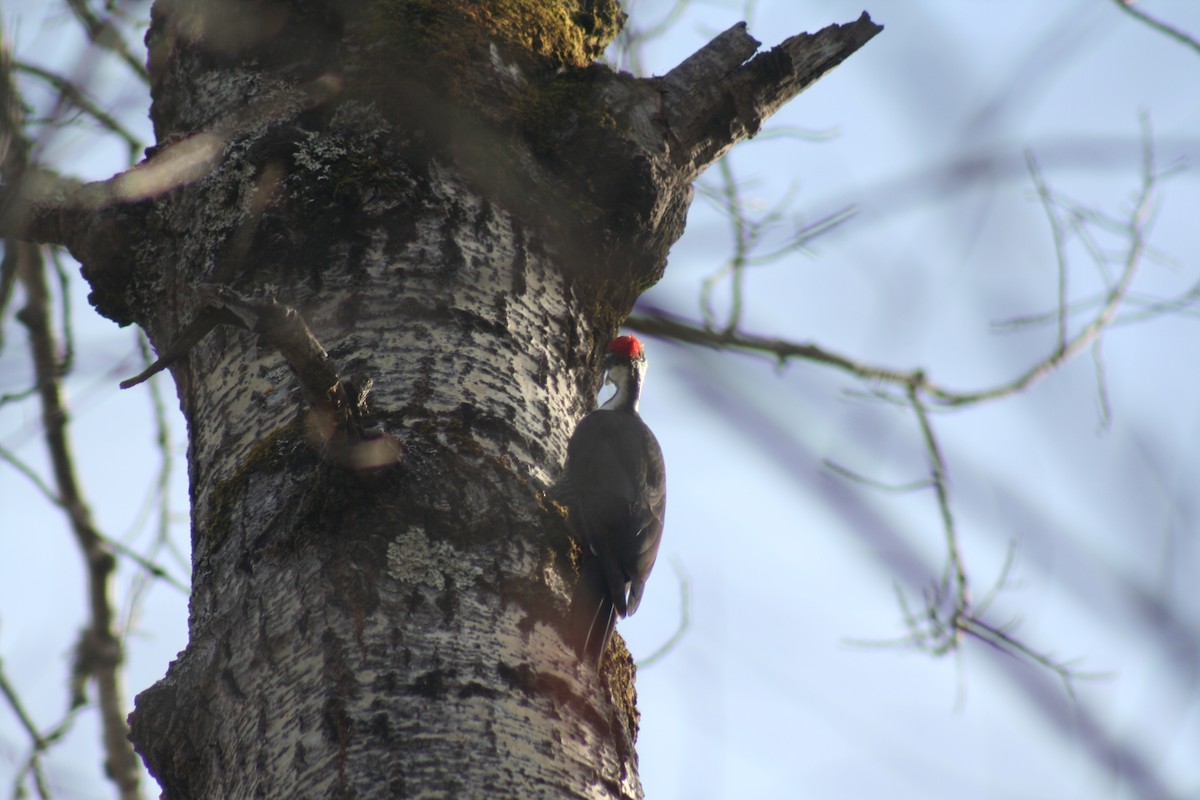 Pileated Woodpecker - ML504689461