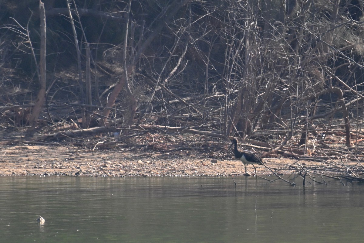 Black Stork - Ting-Wei (廷維) HUNG (洪)