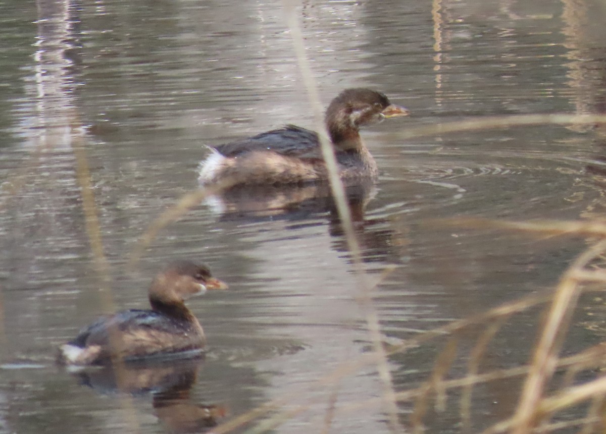Pied-billed Grebe - ML504690481
