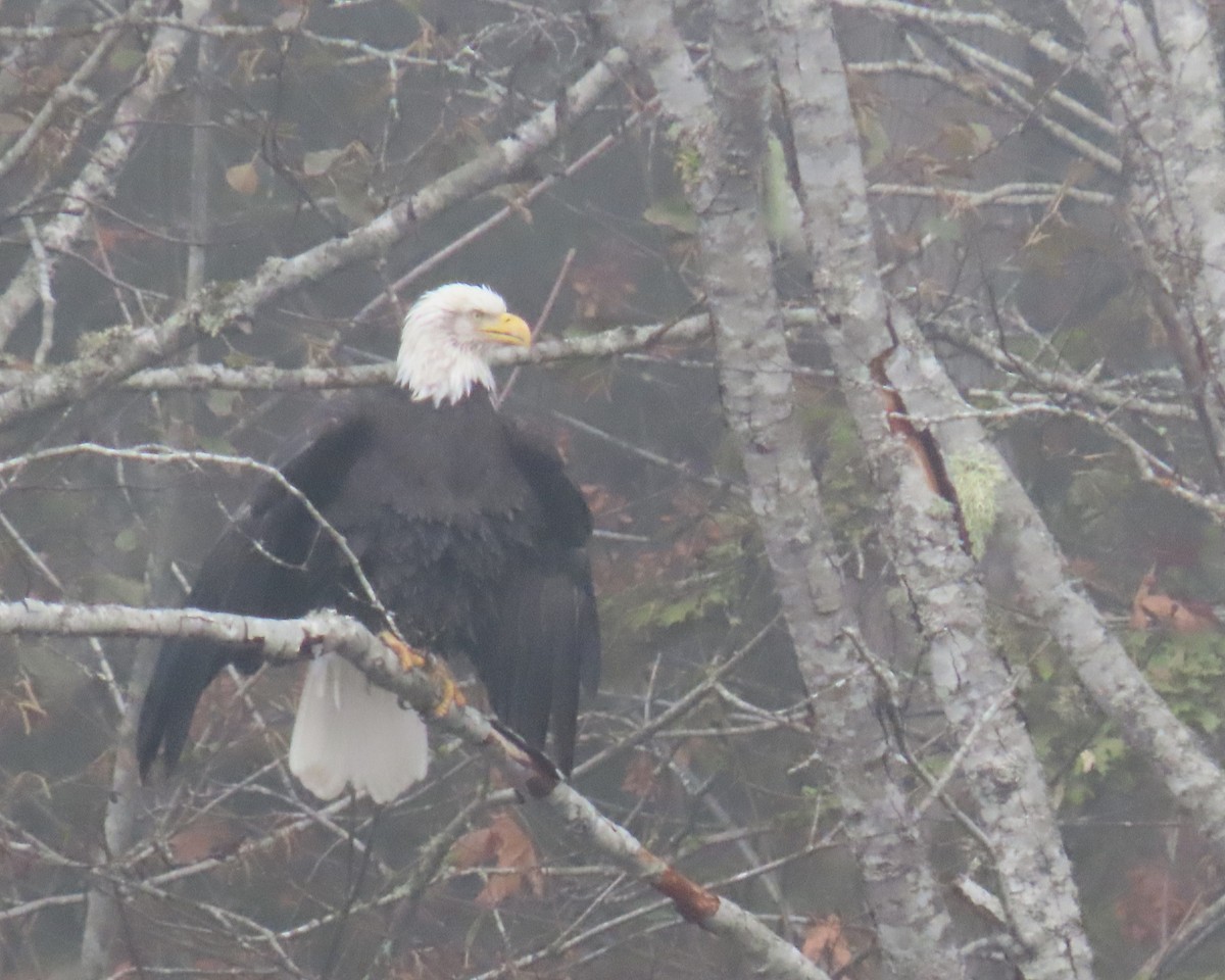 Bald Eagle - ML504690541
