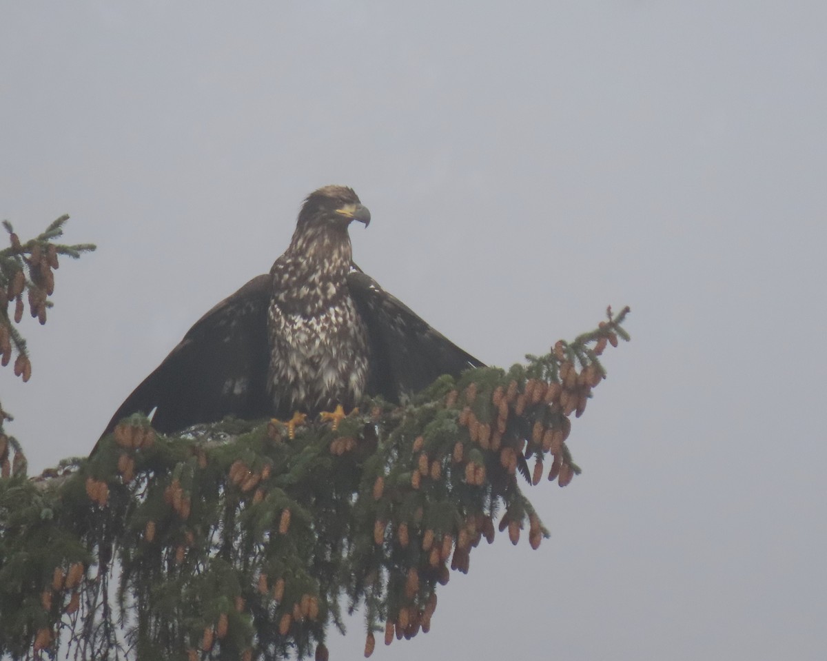Bald Eagle - ML504690551
