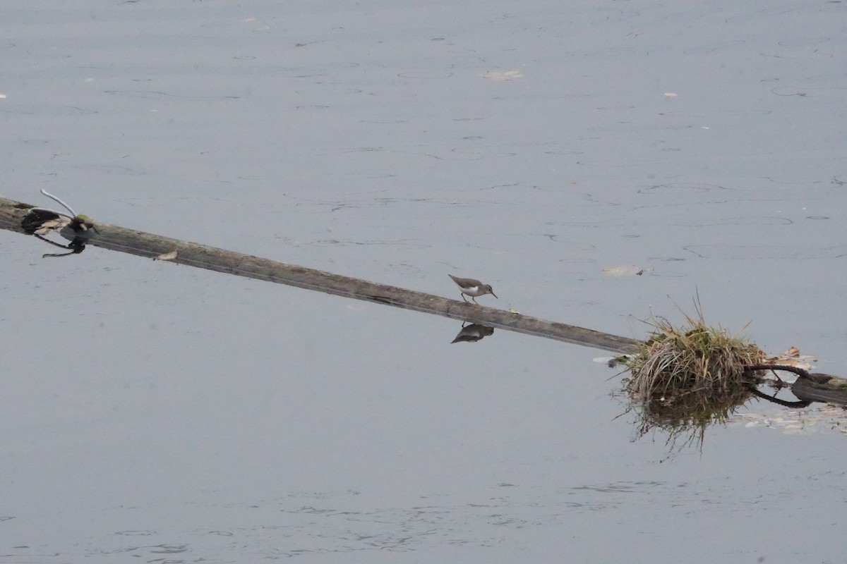 Spotted Sandpiper - ML504691471