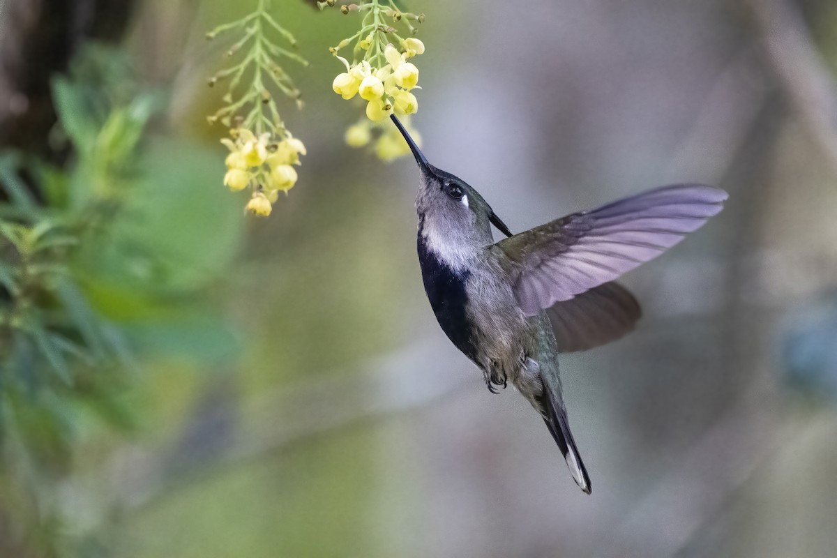 Purple-crowned Plovercrest - ML504691611