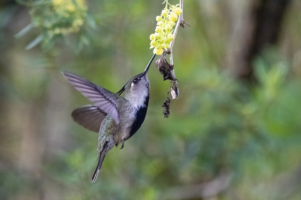 Purple-crowned Plovercrest - ML504691661