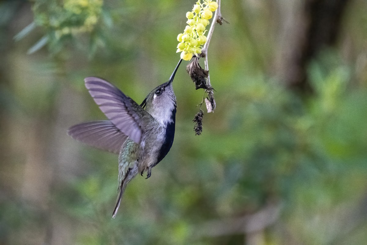 Purple-crowned Plovercrest - ML504691671