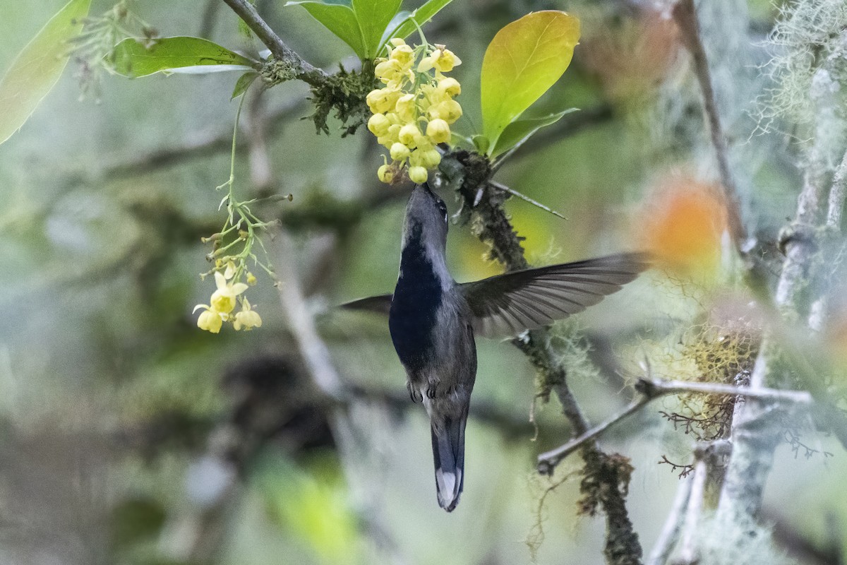 Purple-crowned Plovercrest - ML504691691