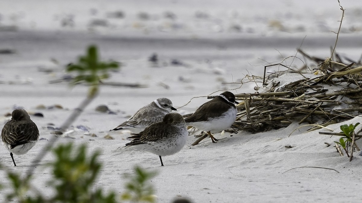 Piping Plover - ML504691861