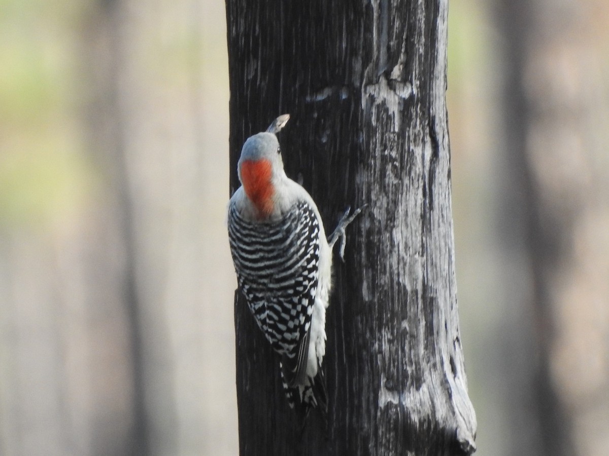 Red-bellied Woodpecker - ML504692261