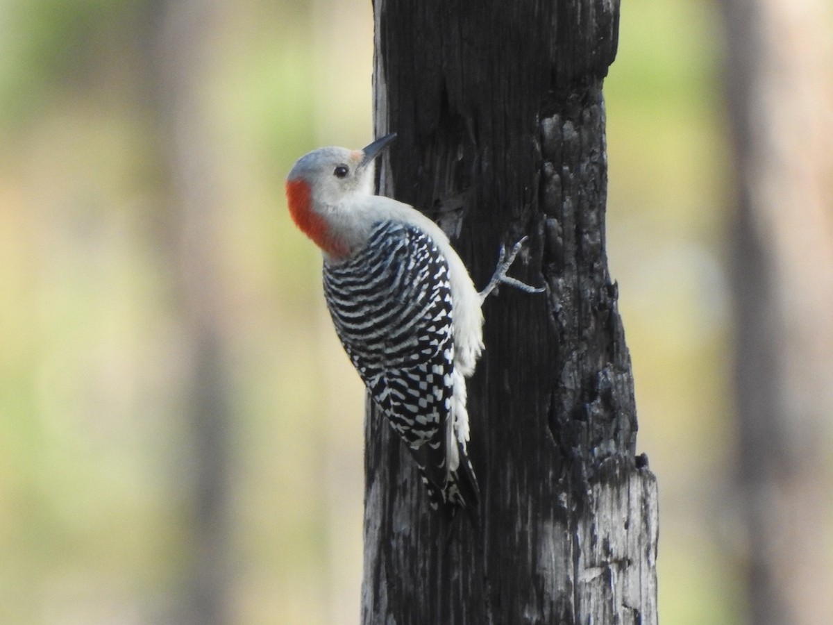 Red-bellied Woodpecker - ML504692271