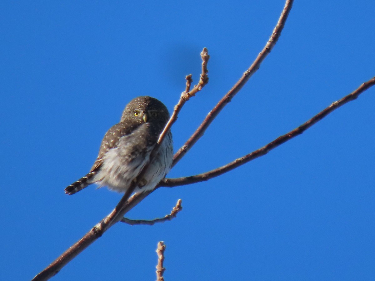 Northern Pygmy-Owl - ML504692421