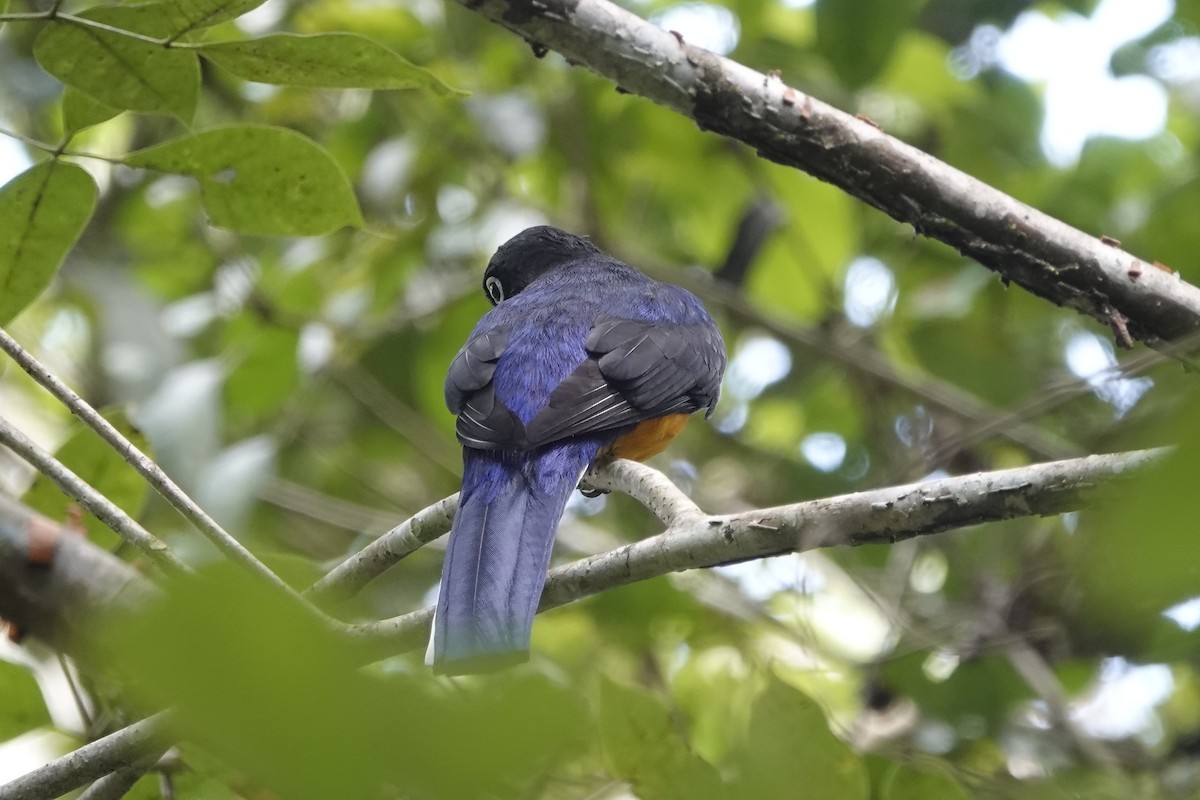 White-tailed Trogon - Lindsey Schromen-Wawrin