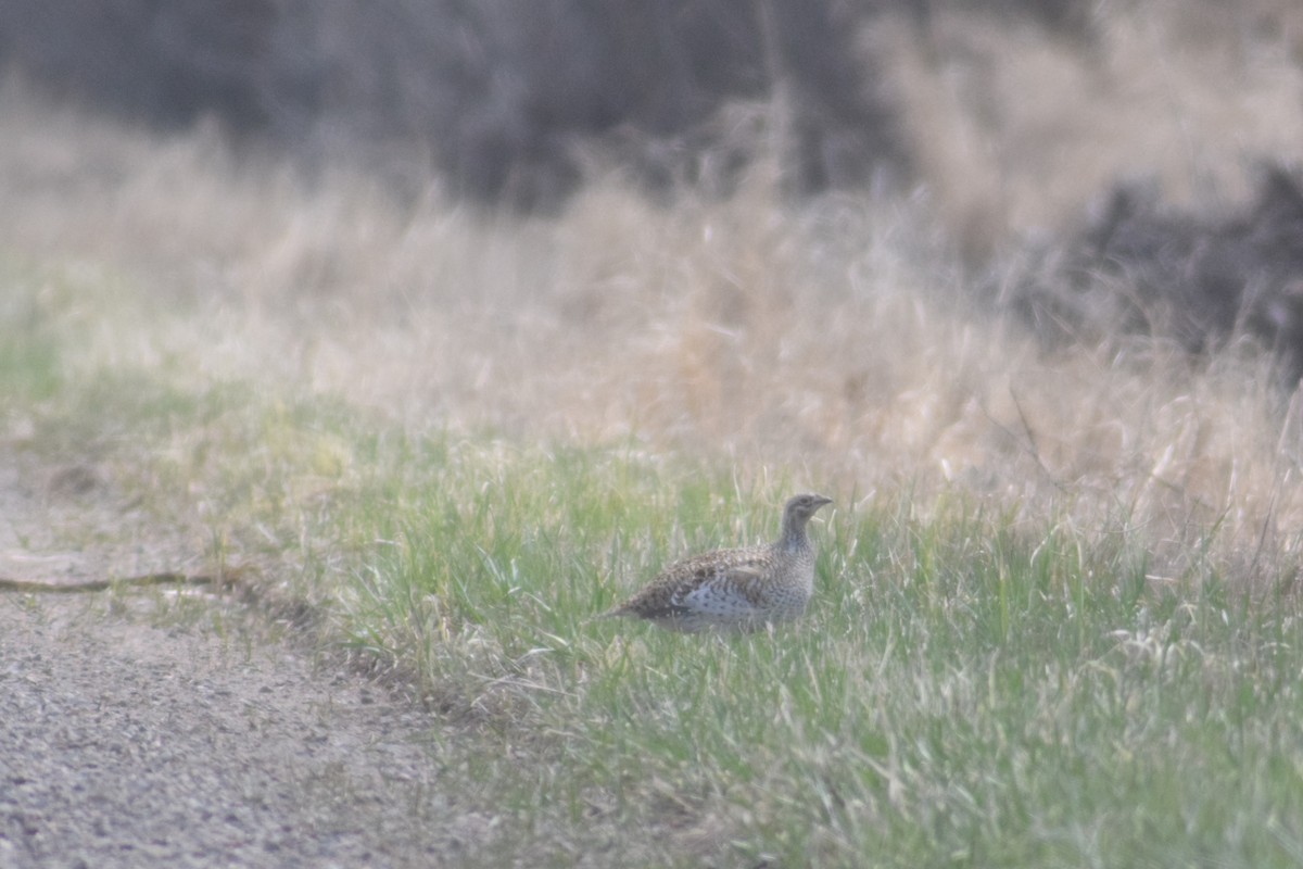 Sharp-tailed Grouse - ML504695351