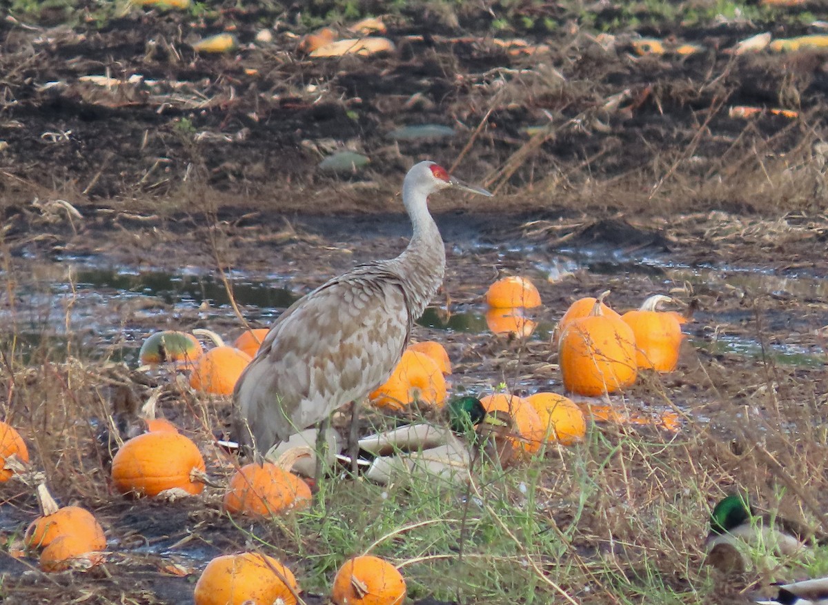 Sandhill Crane - ML504696151