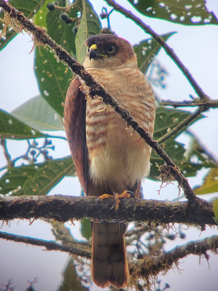 Semicollared Hawk - Alejandro Pinto_TanagerPhotoTours