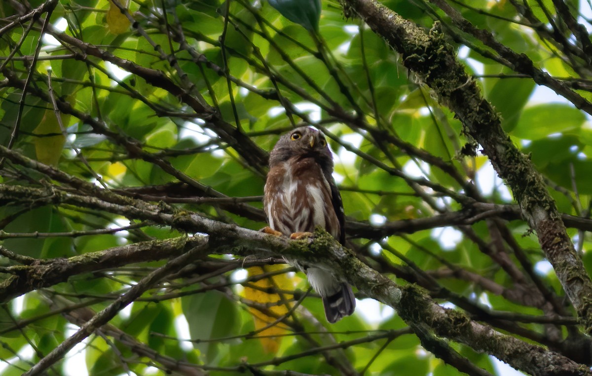 Least Pygmy-Owl - Anderson  Sandro