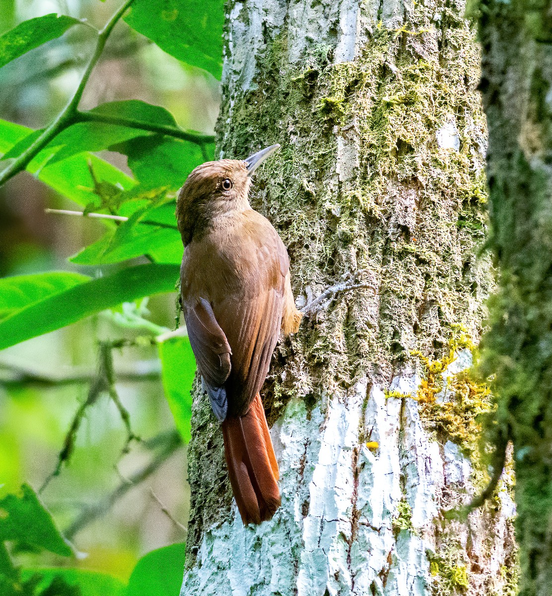 Plain-winged Woodcreeper (Plain-winged) - ML504696841