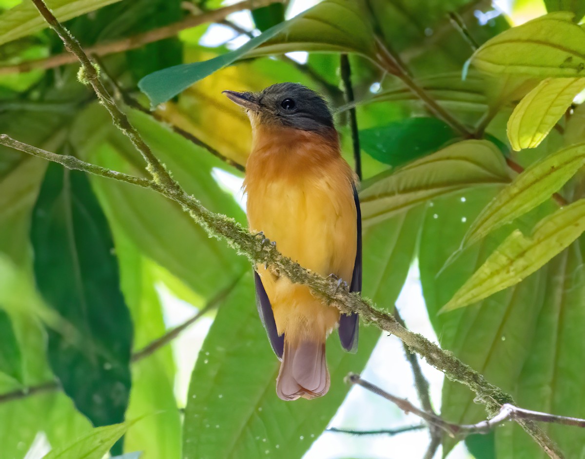 Rufous-tailed Attila - ML504697051