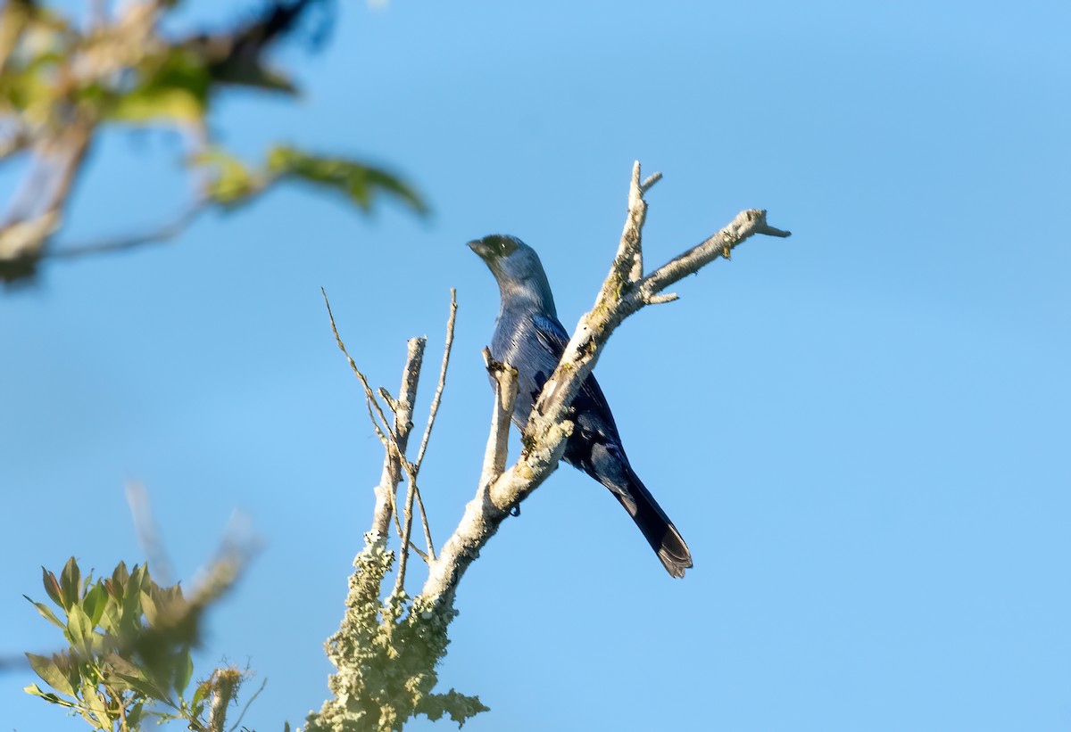 Diademed Tanager - Anderson  Sandro