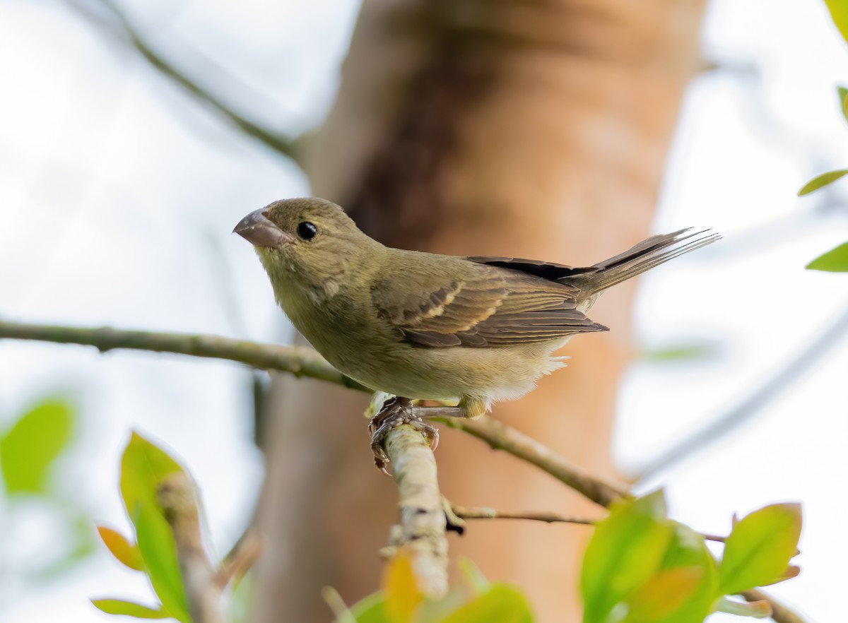 Buffy-fronted Seedeater - Anderson  Sandro