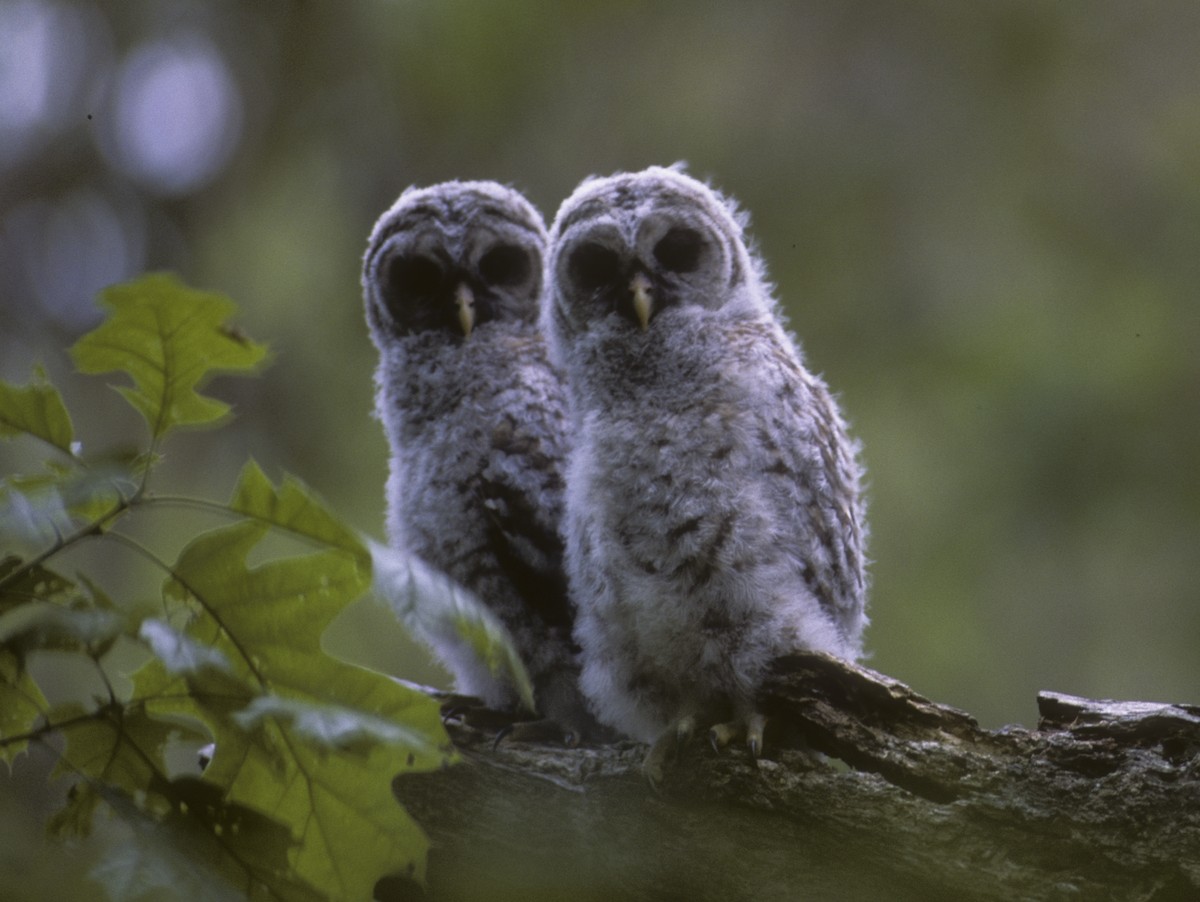 Barred Owl - ML504699801