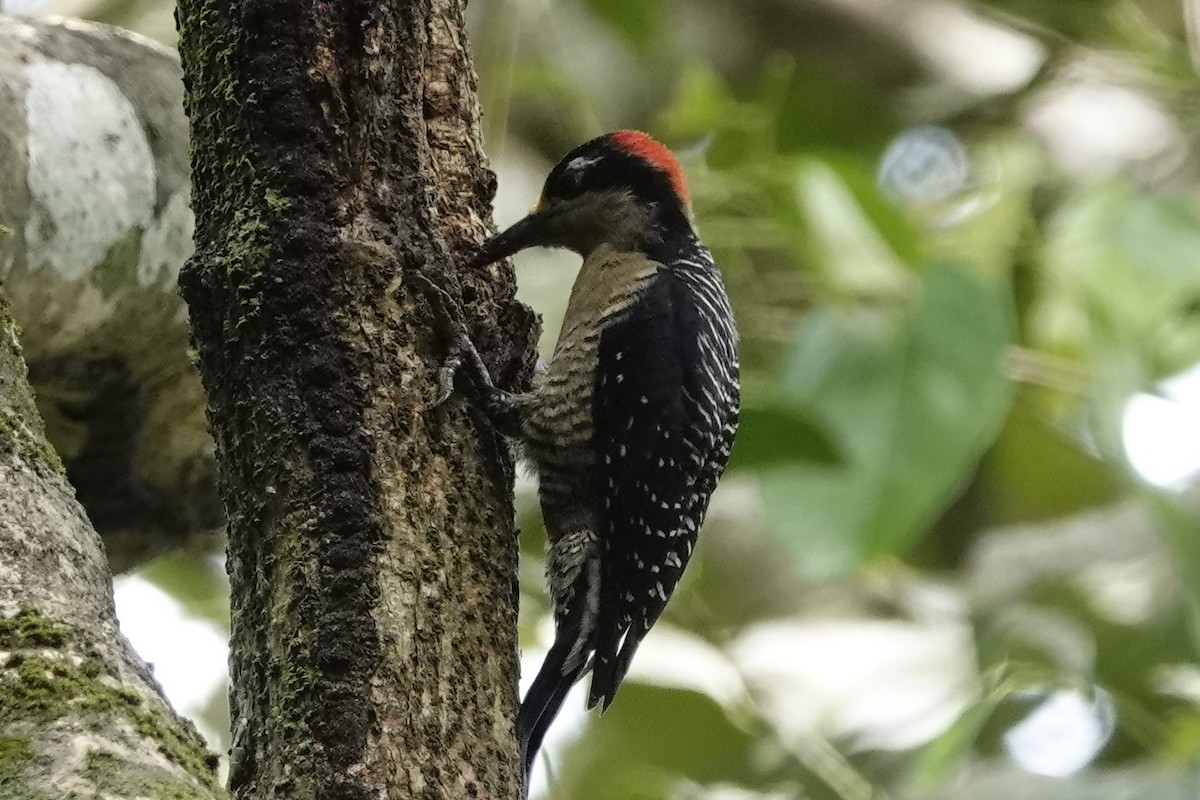 Black-cheeked Woodpecker - ML504699891