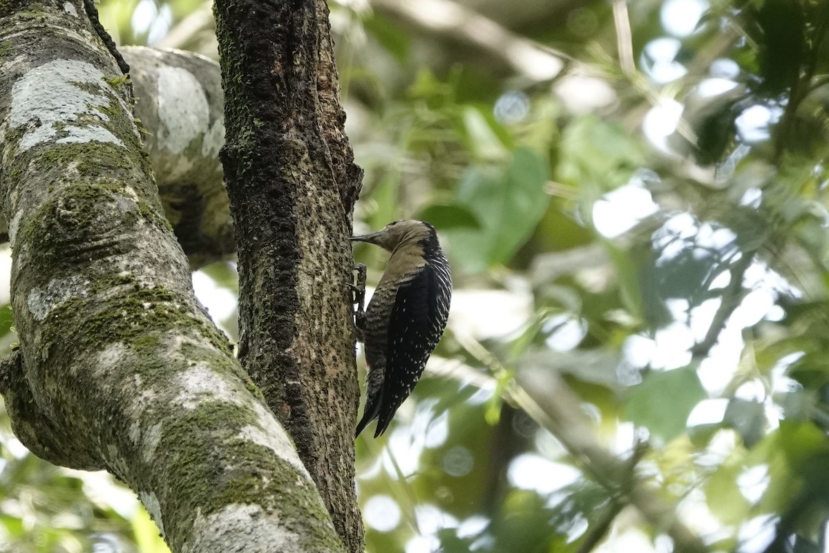 Black-cheeked Woodpecker - ML504700031