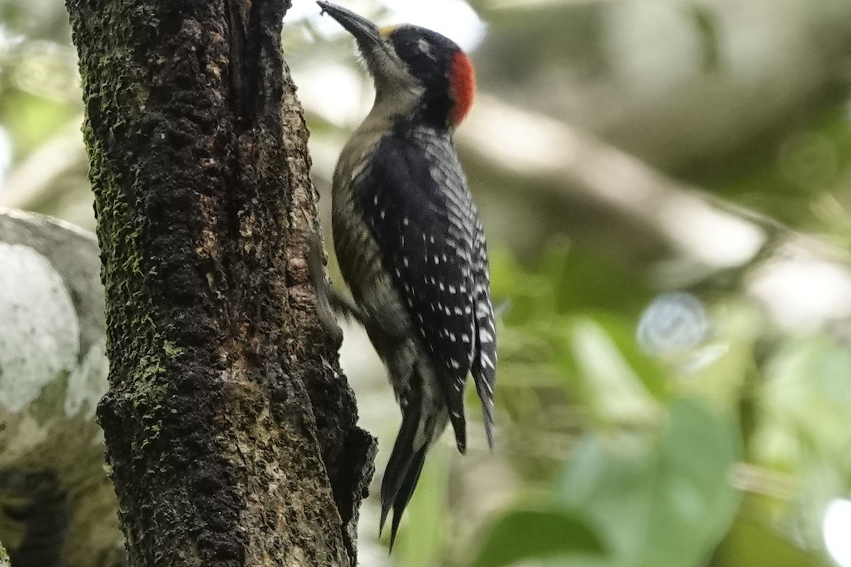 Black-cheeked Woodpecker - ML504700041