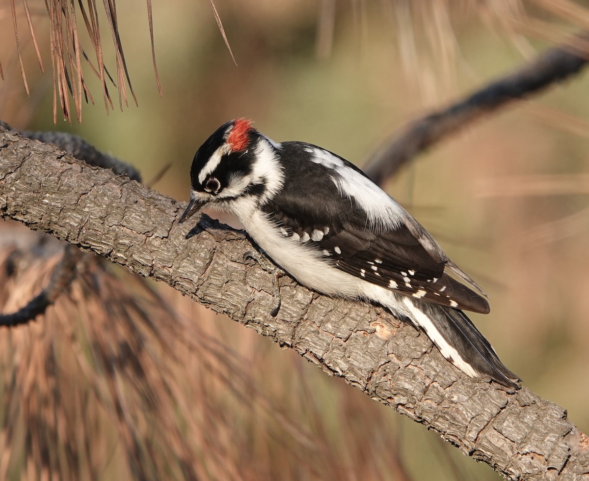Downy Woodpecker - ML504700741