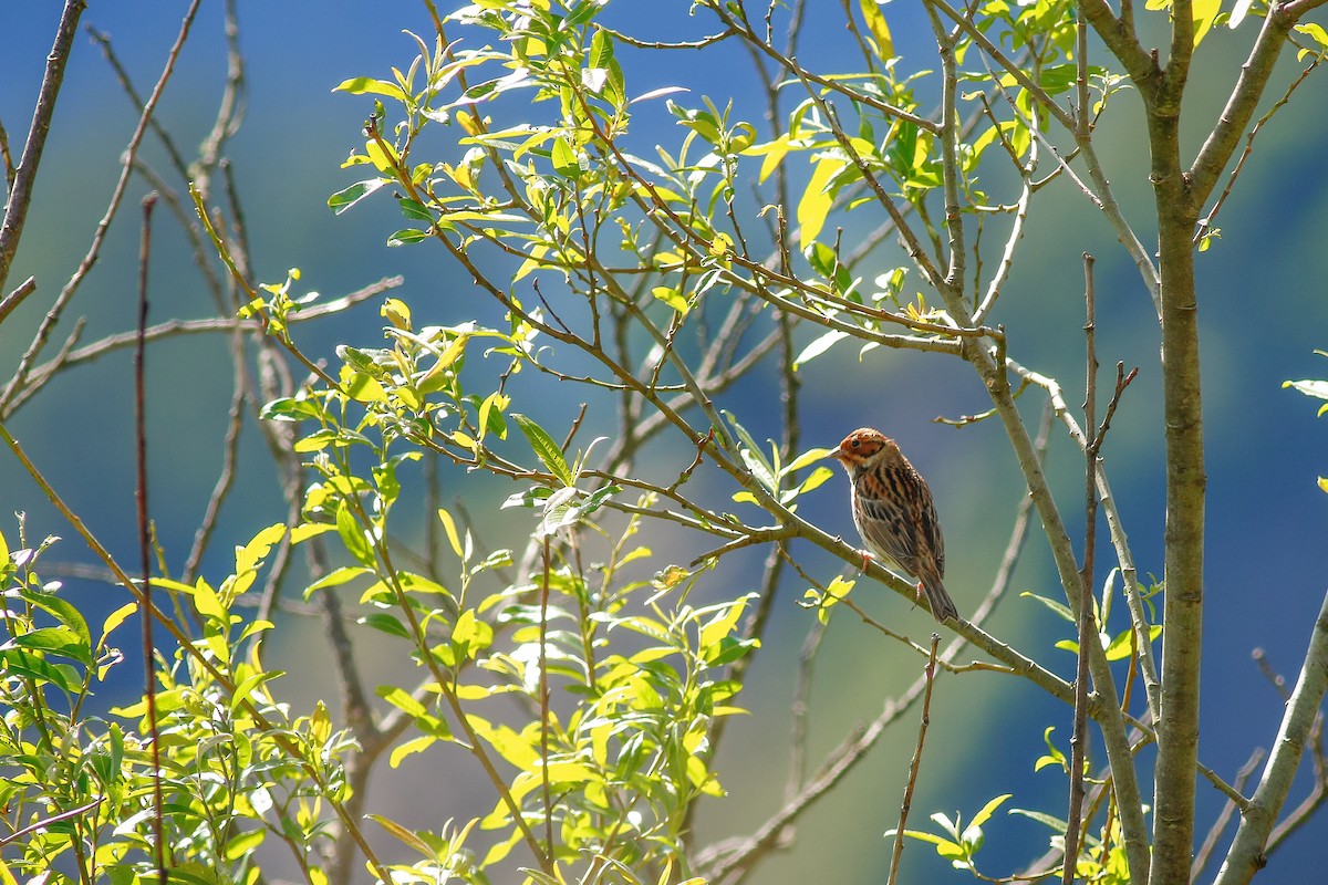 Little Bunting - ML504702101