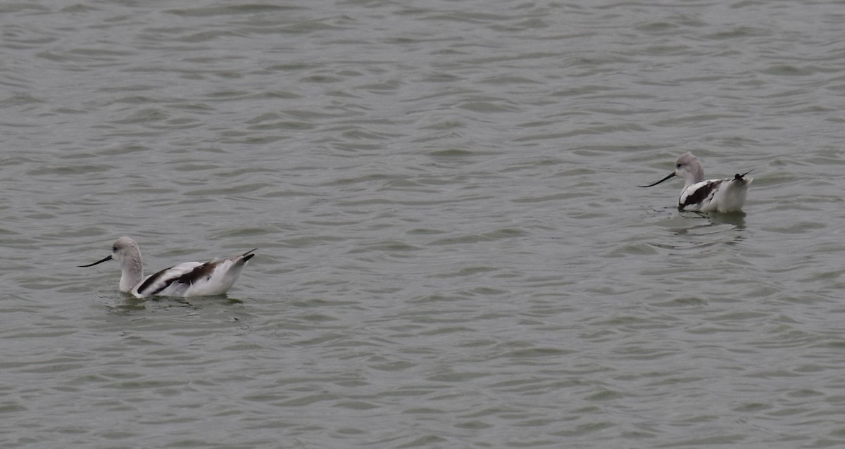 American Avocet - ML504703821