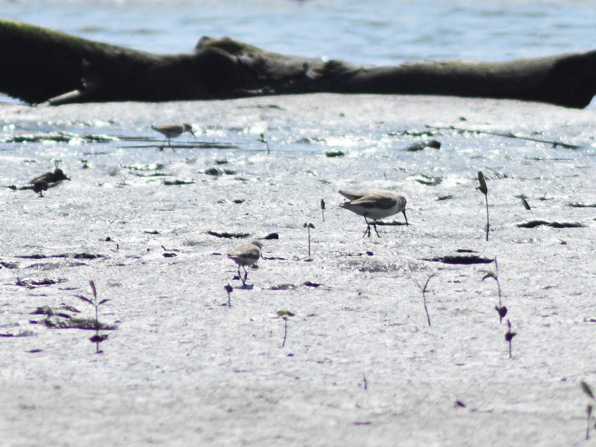 Dunlin - ML504704061