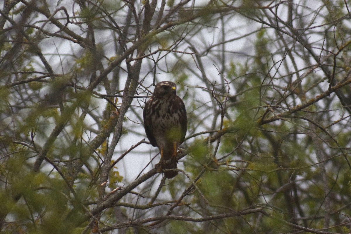 Broad-winged Hawk - ML504704111