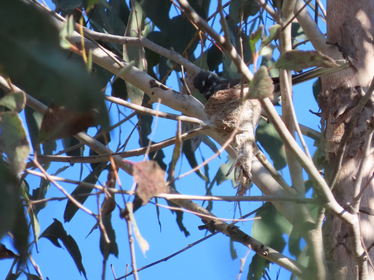 Gray Fantail - ML504704371