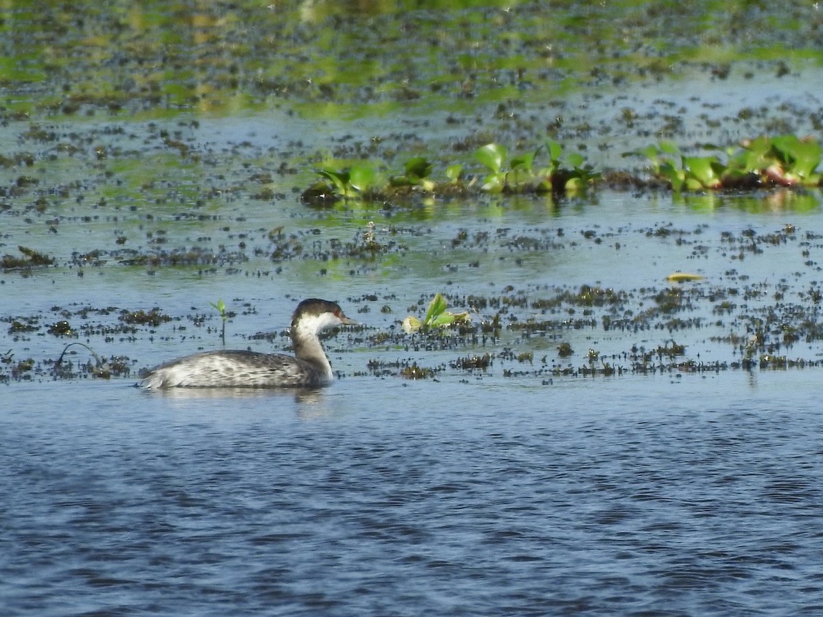 Horned Grebe - ML504704931