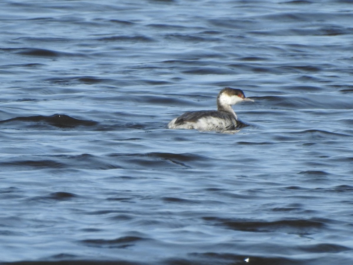 Horned Grebe - ML504704941