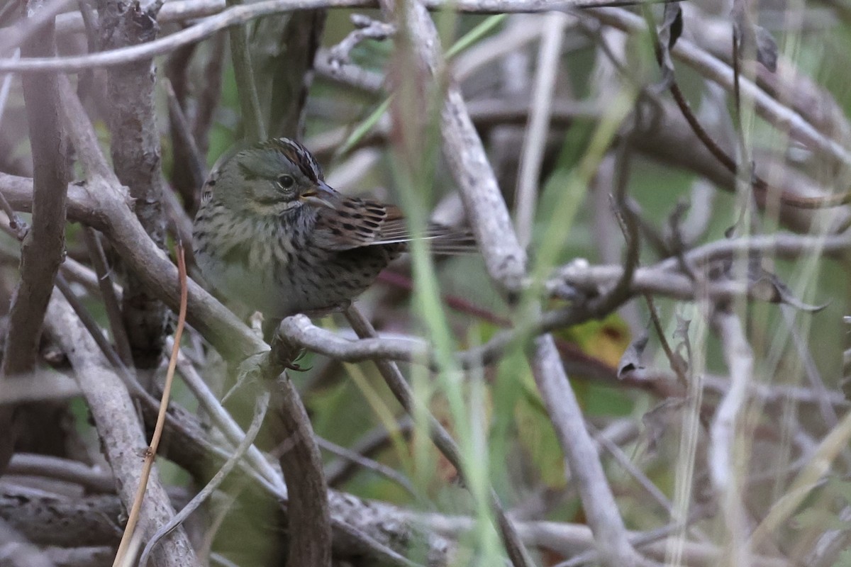 Lincoln's Sparrow - ML504705311