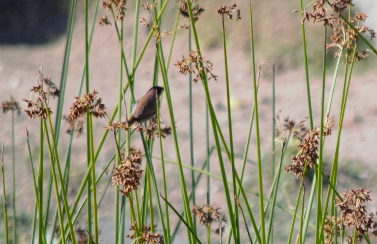 Scaly-breasted Munia - Mark Brown