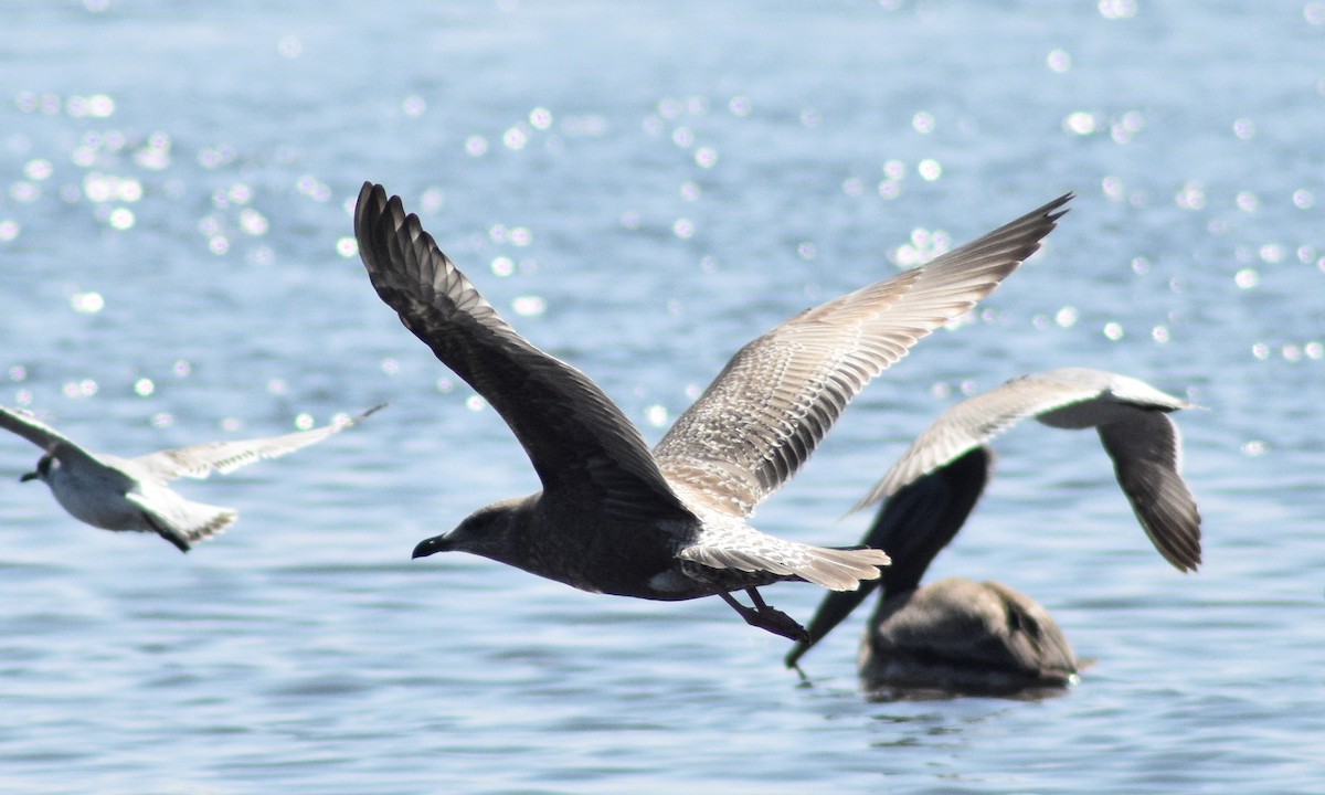 Herring Gull - ML504705731