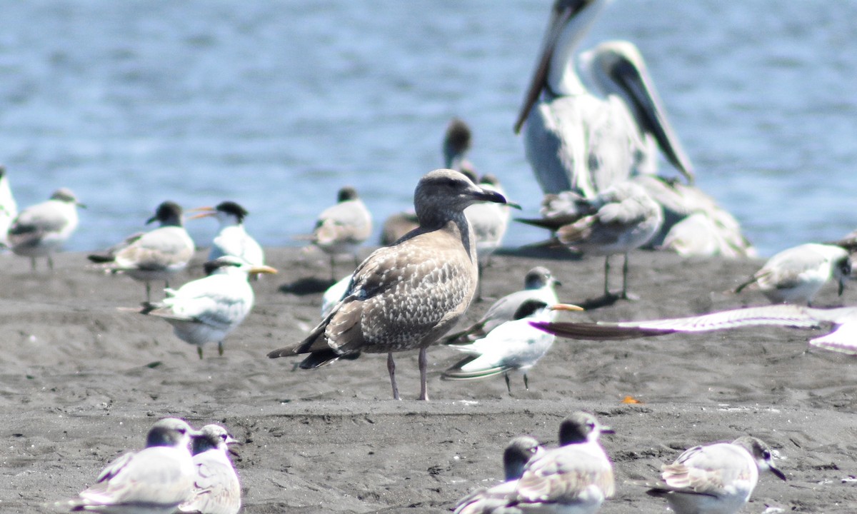 Herring Gull - ML504705751