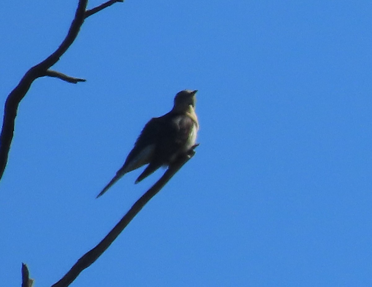 Fan-tailed Cuckoo - ML504705871