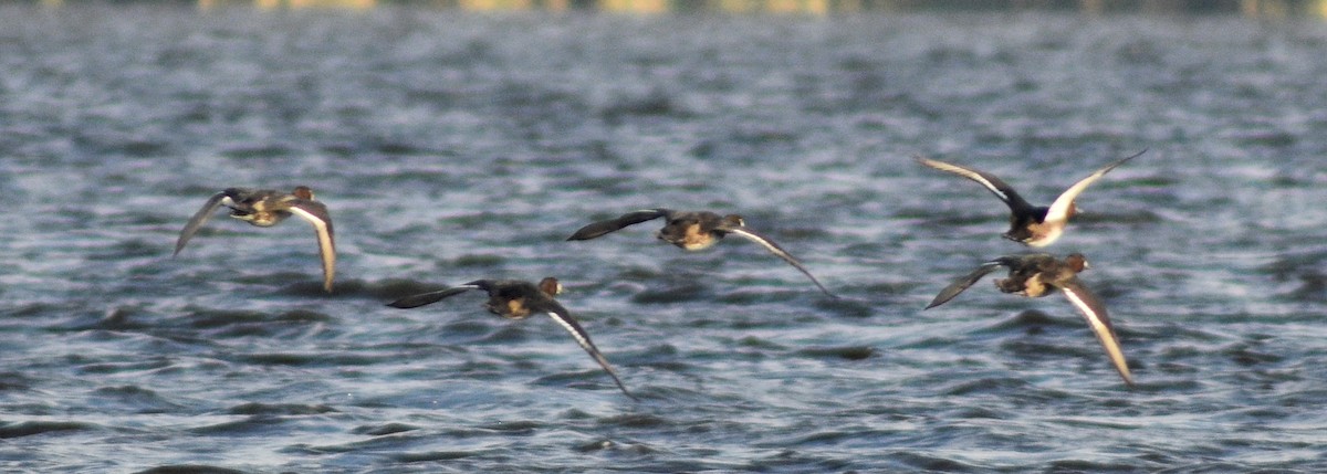 Lesser Scaup - ML504706911