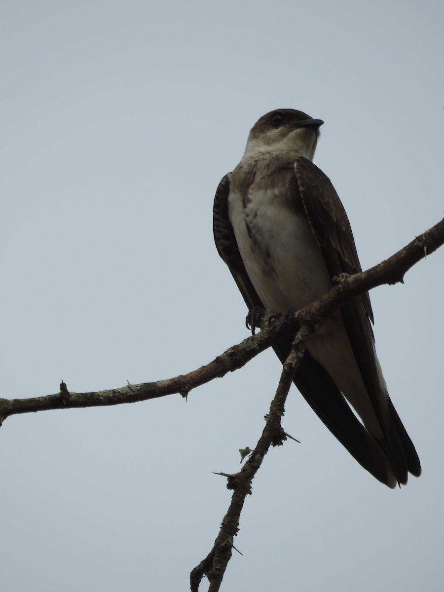 Brown-chested Martin - ML504707221