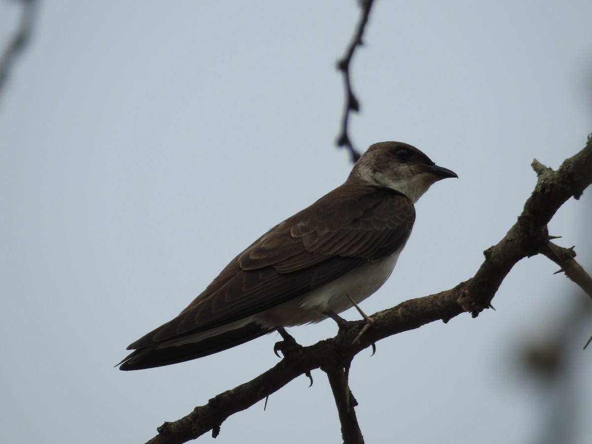 Brown-chested Martin - ML504707231
