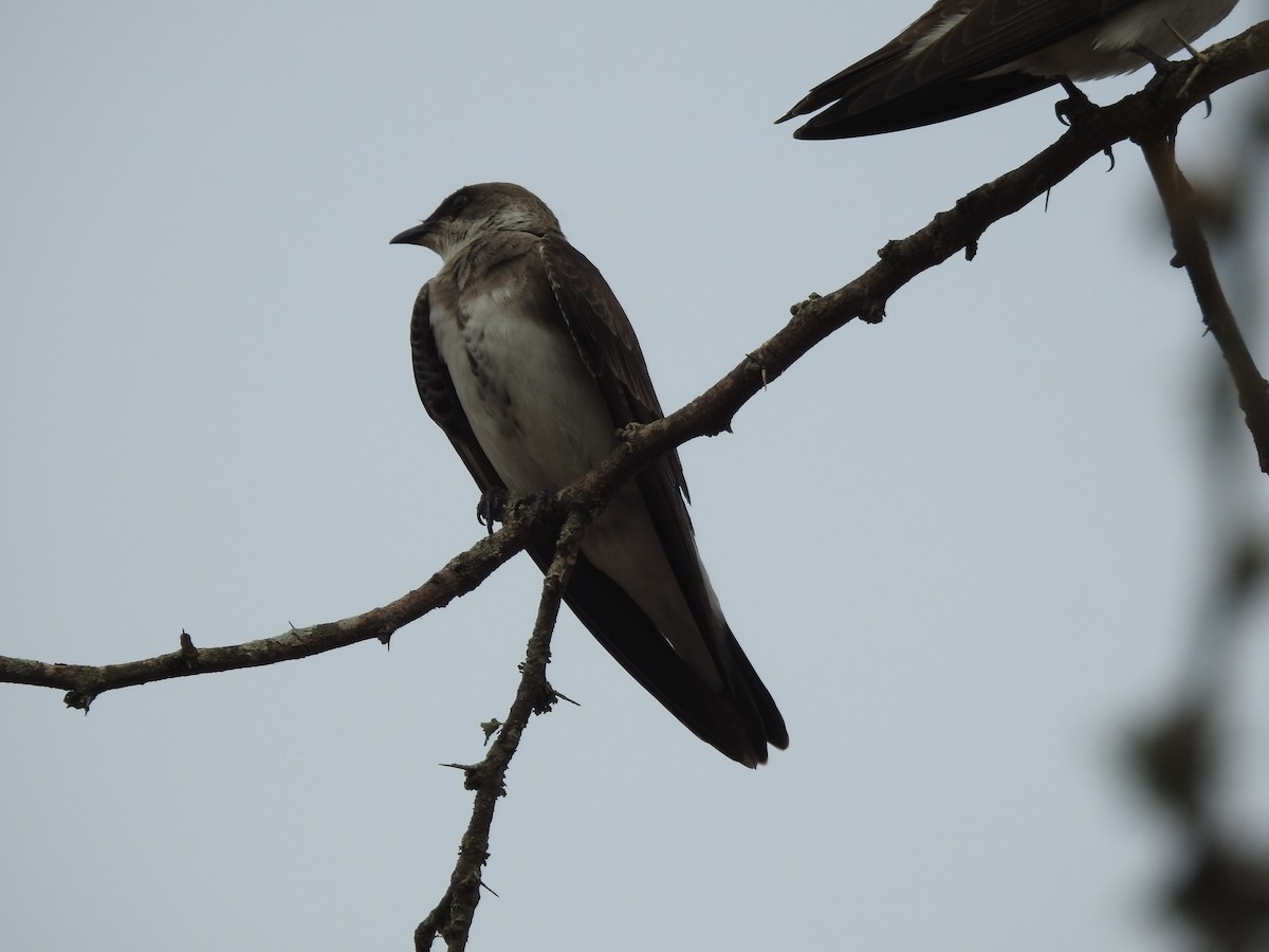 Brown-chested Martin - ML504707241