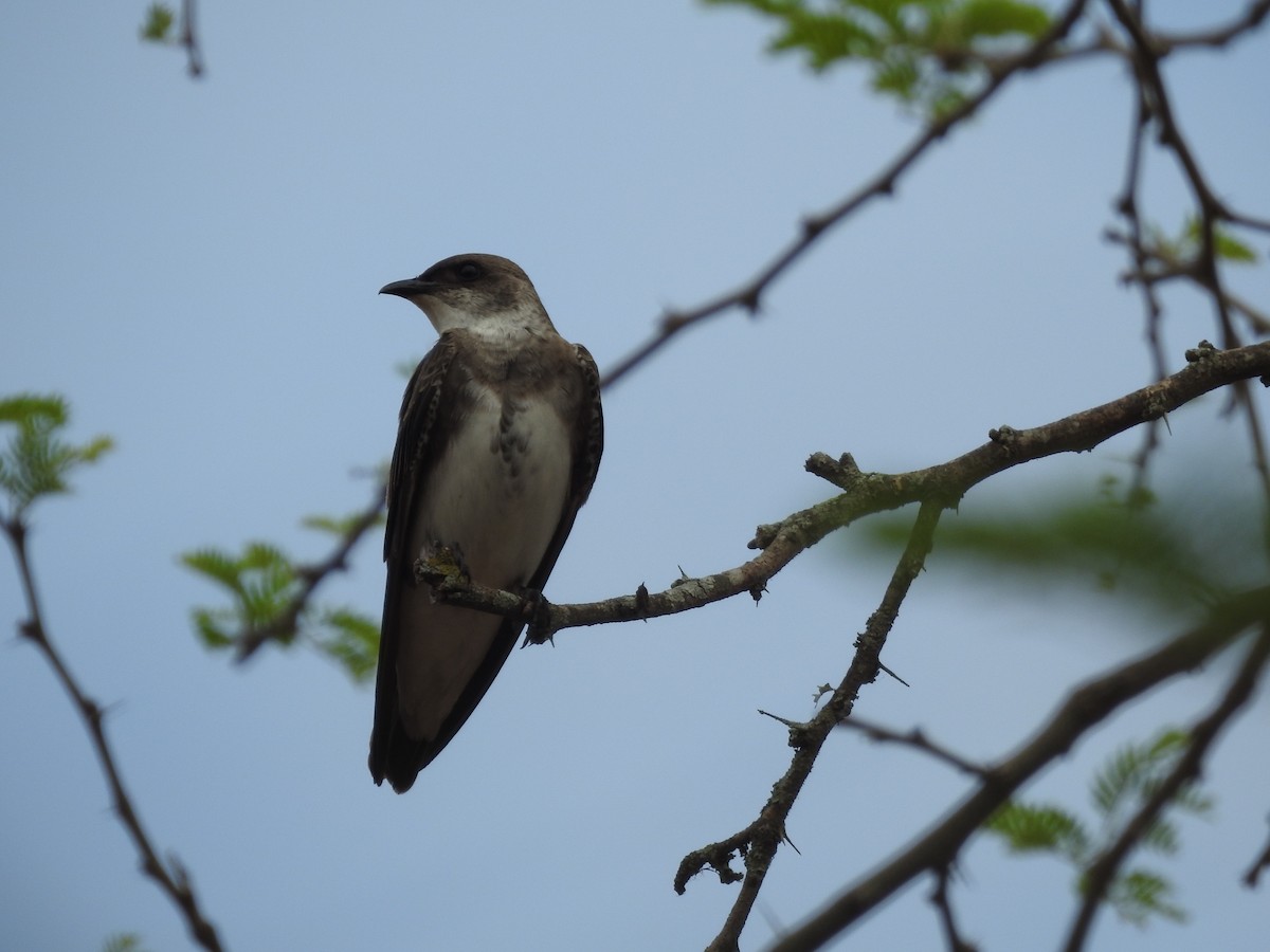 Brown-chested Martin - ML504707251