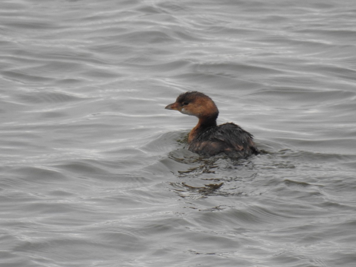 Pied-billed Grebe - ML504708691