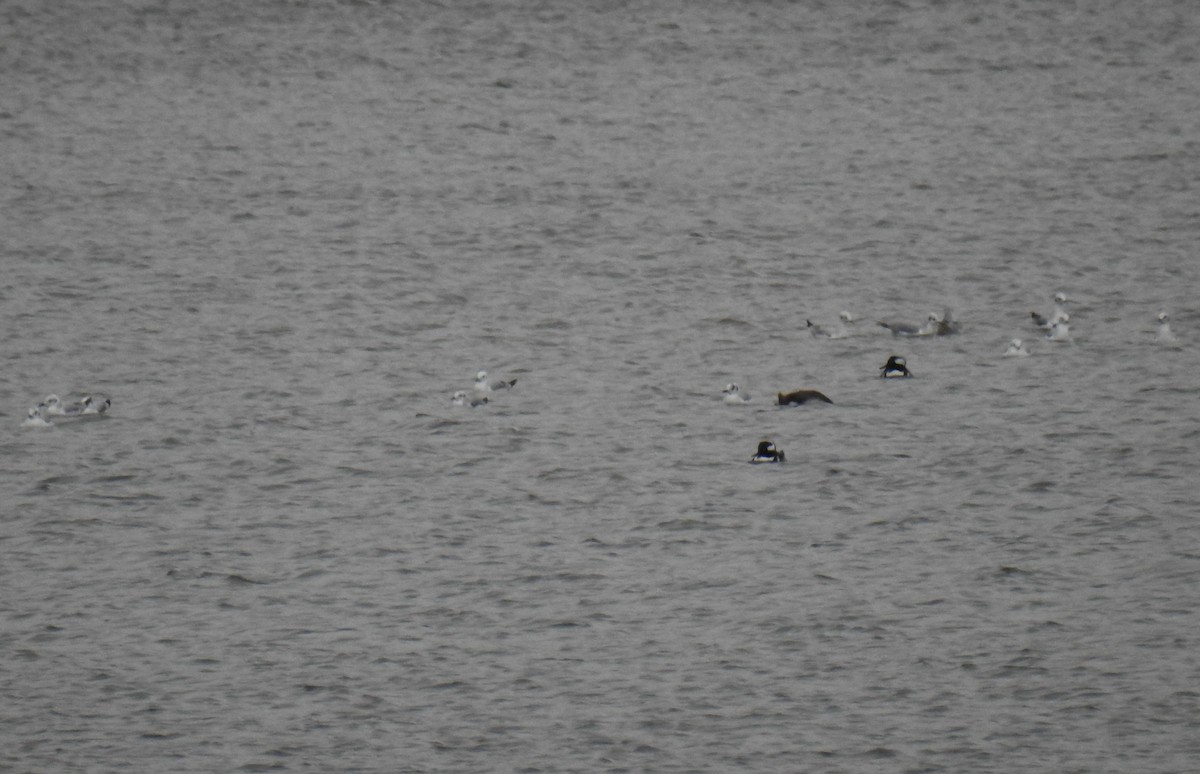 Bonaparte's Gull - ML504709371