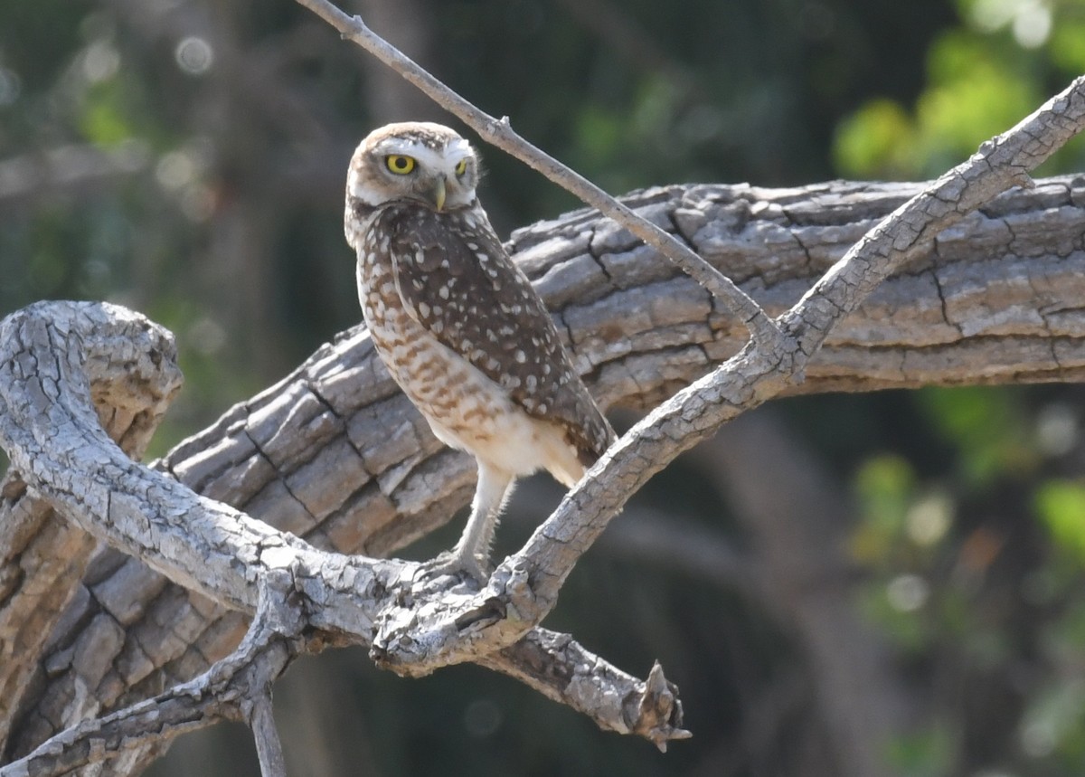 Burrowing Owl - Laura Bakken