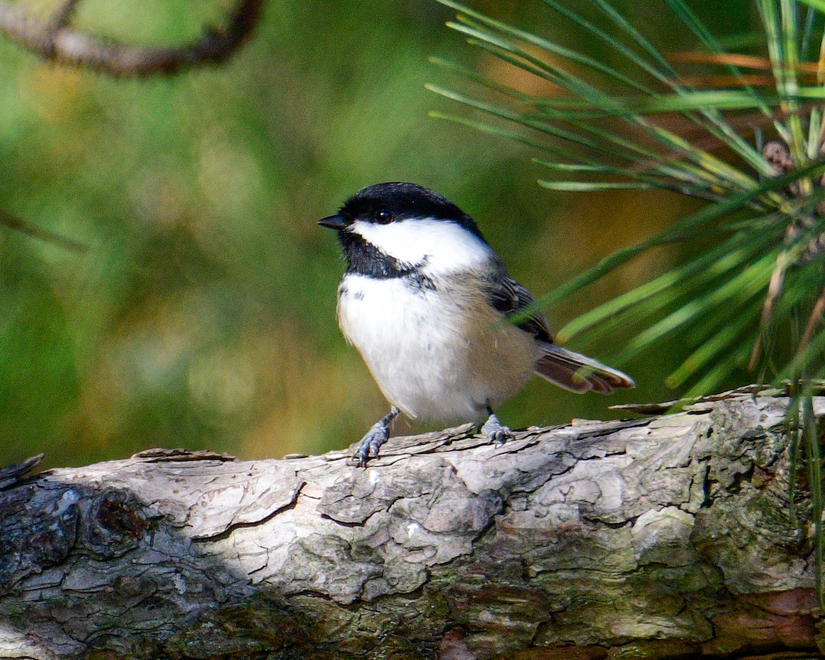 Black-capped Chickadee - ML504713551